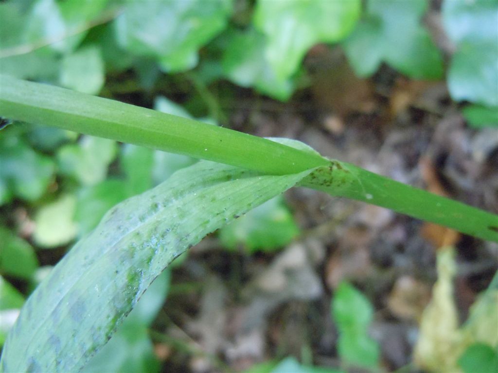 Lamiacea? No, Dactylorhiza fuchsii ?